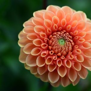 Salmon Dahlia - Image