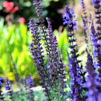 Salwa Flowers Beauty - Image