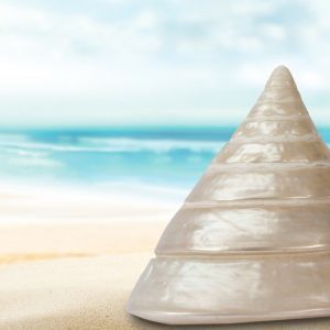 Sea Snail - Image