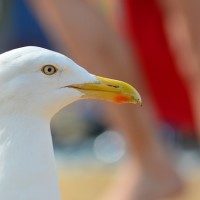Seagull - Image