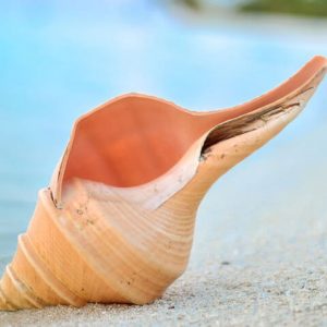 Seashell on Shore - Image