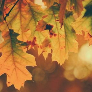 Shadow of Autumn - Image