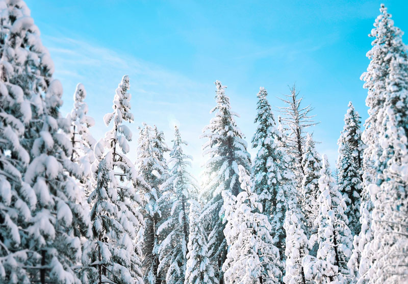 Snow during Daytime Image