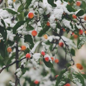 Snowy Crabapples - Image
