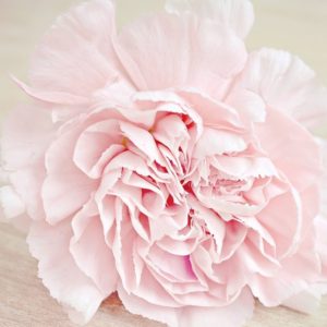 Soft Pink Carnation - Image