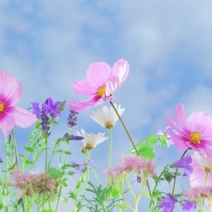 Soft Spring Flowers - Image