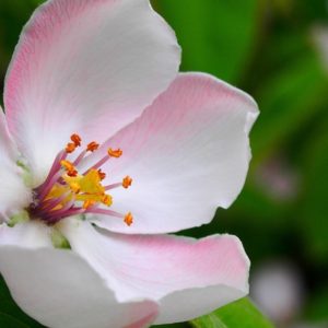 Spring Flower - Image