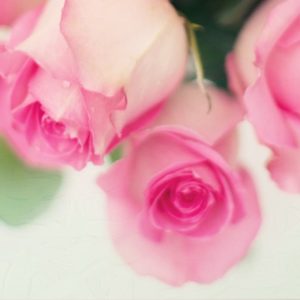 Spring Pink Rose Flower - Image