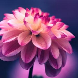Striking Flower - Image