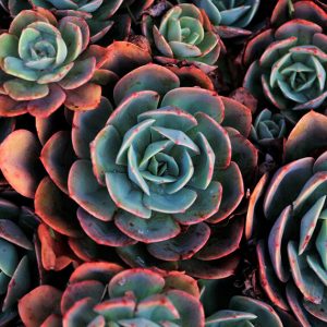 Succulent plant - Image