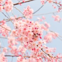 Summer Breeze - Image