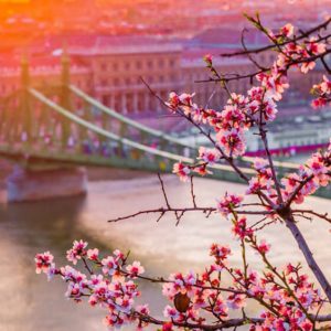 Sunset at the Bridge - Image