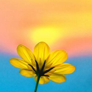 Sunset Flower - Image