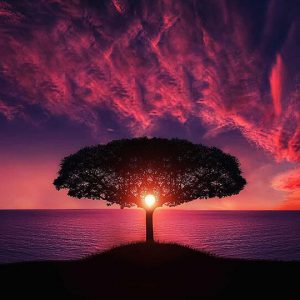 Sunset Over Tree - Image