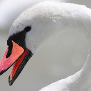 Swan Head - Image