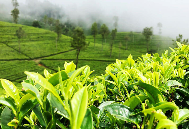 Tea Garden in Mountain Image