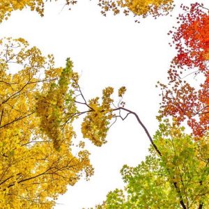 Three Colors of Autumn - Image