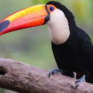 Toucan - Image