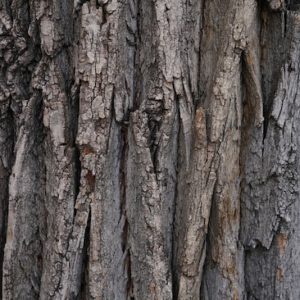 Tree Bark - Image