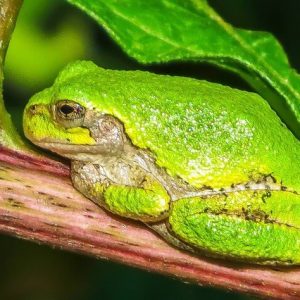 Tree Frog - Image