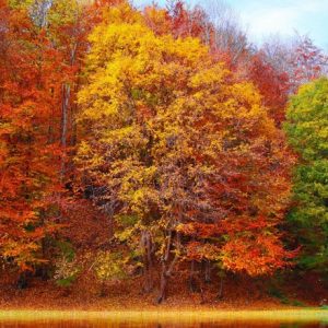 Trees with Autumn Colors - Image