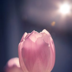 Tulip Crown - Image