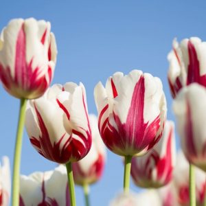 Two-Color Tulips - Image