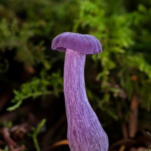 Violet Mushroom - Image
