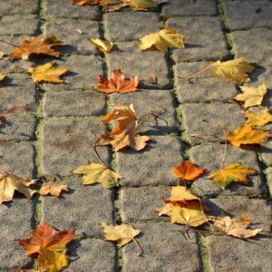 Walk in Autumn - Image