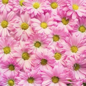 Wall of Pink Daisies - Image