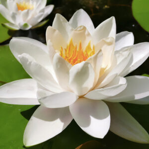 Water Lily - Image