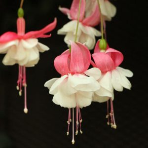 White And Pink Fuchsia - Image