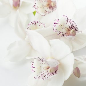 White Orchids for Spring - Image