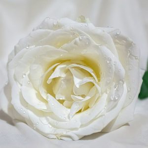 White Rose - Image