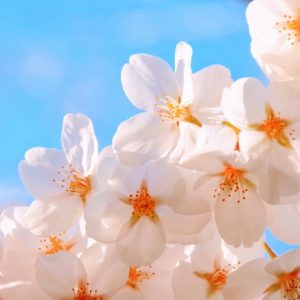 White Spring Flowers - Image
