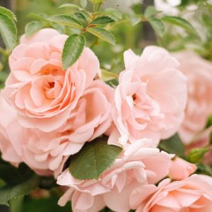 Wild Pink Roses - Image