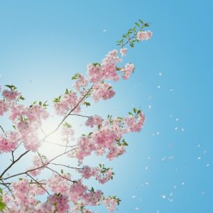 Wind Blows My Petals - Image