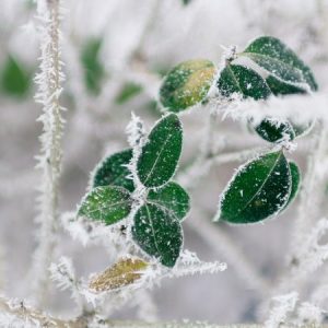 Winter Frost on Leaves - Image