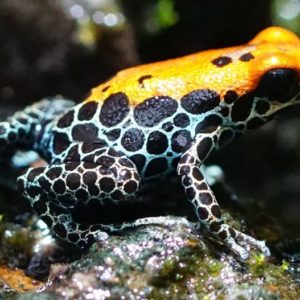 Yellow-Black Poison Arrow Frog - Image