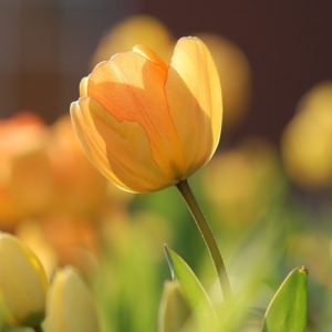Yellow Spring - Image