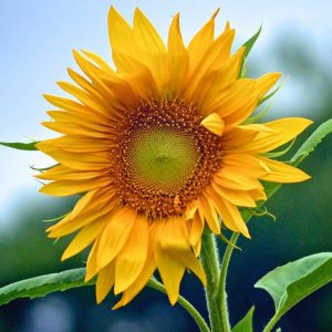 Bright Yellow Sunflower - Image