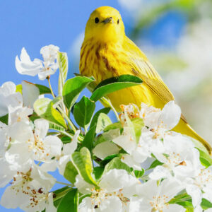 Yellow Warbler - Image