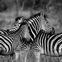 Wildlife Zebra - Image