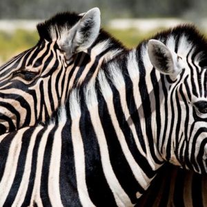 Zebras in the Wild - Image