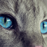 Cat Eyes - Image