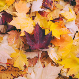 dark Autumn Leaf - Image