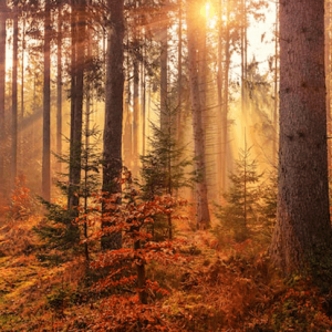 Forest Heat by Sunbeam - Image