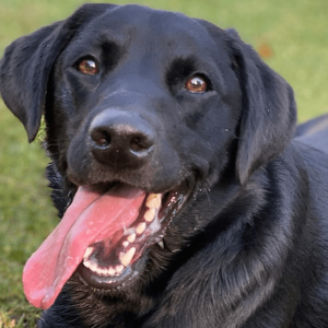 Black Labrador - Image