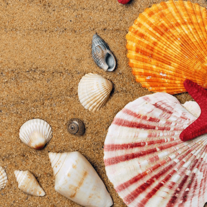 Colorful Seashells - Image